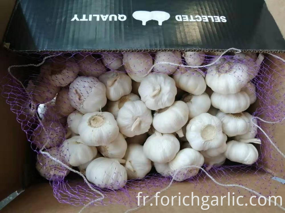 Fresh Pure White Garlic